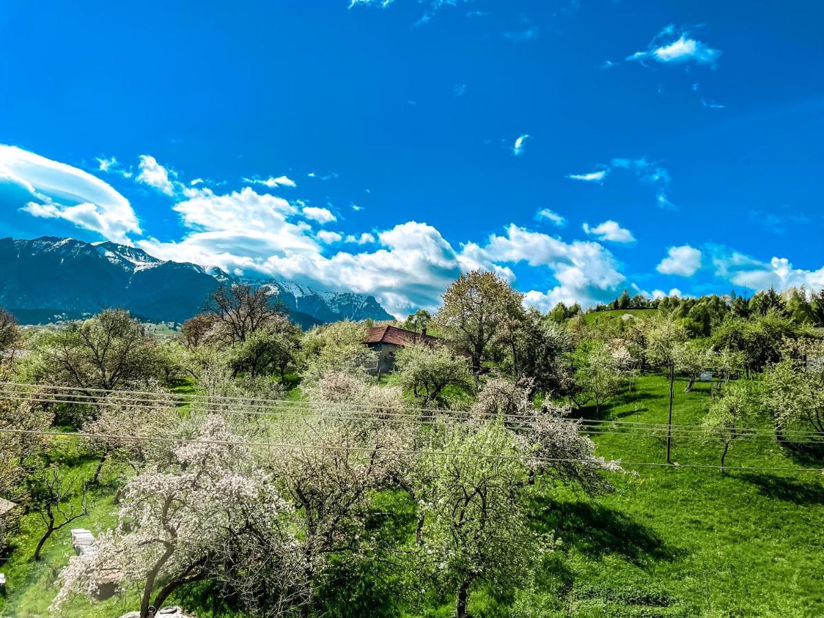 Transylvania Mountain View Cdi Bran  Luaran gambar